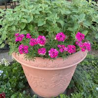 ギボウシ,宿根バーベナ,ホウセンカ（鳳仙花）,GS映え,GS日和の画像