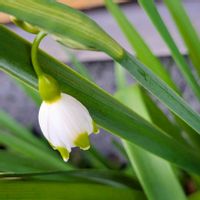 スノーフレーク,庭の画像