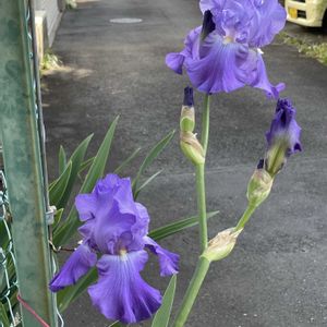 Before！,After！,？？？あやめ？？？,チョット贅沢しました〜　笑,ピザトースト　¥200！の画像