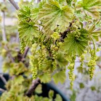 フサスグリ,庭の画像