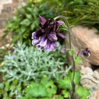 オダマキ,西洋オダマキ,ガーデニング,ナチュラルガーデン,紫の花の画像