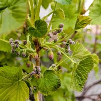 カシス,庭の画像