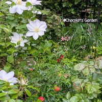 エビネ,オダマキ,クレマチス,マーガレット,ラミウムの画像