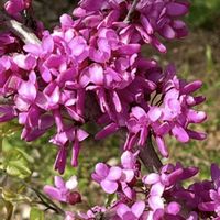 ハナズオウ,朧月,アトランティス,朧月(おぼろづき),花蘇芳(ハナズオウ)の画像