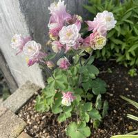 オダマキ,ガーデニングの画像