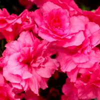 アザレア,キュンキュン乙女倶楽部,キュンキュン乙女倶楽部No190,真っ赤な火曜日,ガーデンアザレアの画像