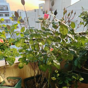 バラ,バラ　ニンファ,バラを楽しむ,ベランダの画像