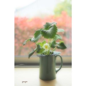 水耕栽培,ゆゆのお家を彩るお花たち,オリンパスのある暮らしの画像