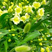 キンギョソウ,ラグラス,地植え,庭の画像