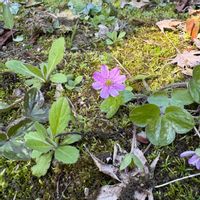 ユキワリソウの画像