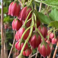 サラサドウダン,お散歩の画像