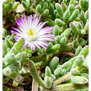 多肉植物,多肉大好き,ドロサンテマム ,放置栽培,タニラーの画像