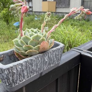 多肉植物,葉挿し,エケベリア属の画像