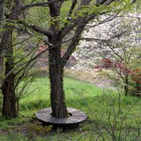 ムクゲ,メタセコイア,ミズキ,木槿,ハナミズキ　赤の画像