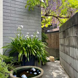 シャガ,フジ,藤の花,ふじ,藤（ふじ）の画像