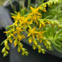 オノマンネングサの画像