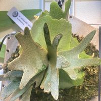 コウモリラン,ビカクシダ,まりおお迎え記録,TKSさん株の画像