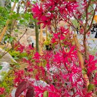 ベニバナトキワマンサク,かわいいな♡,美しい,ペコちゃん,EXPO2025夢洲の画像