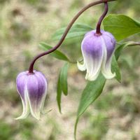 ガーデニング,クレマチス・ヴィオルナ系,ツボ型クレマチス,お花が好き,クレマチスが好きの画像