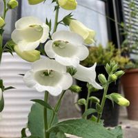 ジギタリス,春爛漫♥️,庭の画像