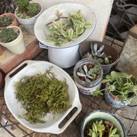 子持ち蓮華,子持ち蓮華,セダム アトランティス,多肉植物,小さな庭の画像