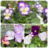 ワイルドストロベリー,ビオラ,宿根金魚草,どこから来たの？,ネメ シアの画像