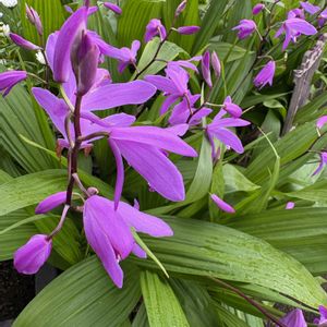 シラン,シラン,サボテン キンテマリ,四季の森 公園,サボテンの花の画像