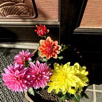 ダリア,みやこわすれの画像