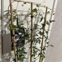 クレマチス,クレマチス 風の方位,ガーデニング,大神ファーム,及川フラグリーンの画像