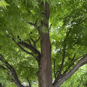 イロハモミジ,国・重要文化財,歌川広重,六角堂,葛飾北斎の画像