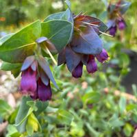 セリンセマヨール,セリンセマヨール,チューリップ,スイートアリッサム ,ビオラわらくの画像