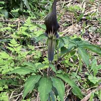 ウラシマソウ,山野草,名前を教えてください,花のある風景,お出かけ先の画像