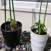 トマト,ピーマン,ミニトマト（アイコ）,花のある暮らし,夏野菜の画像