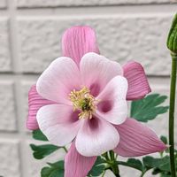 ダリア,西洋オダマキ,庭の画像