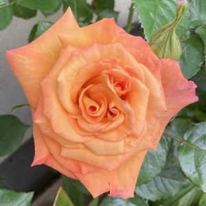 バラ,モナリザ,バラ モナリザ,鉢植え,薔薇に魅せられての画像