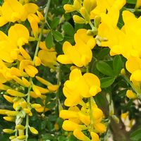 エニシダ,金雀枝,黄色い花,栃木花センターの画像