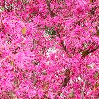 トキワマンサク,常盤万作,赤花常盤万作,栃木花センターの画像