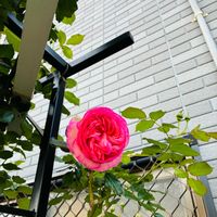 サルビア,シラン,ガーデニング,お気に入り♡,いつもありがとう♡の画像