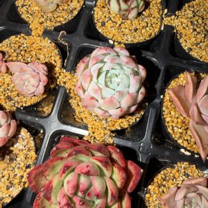 多肉植物,葉挿し,エケベリア属の画像