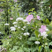 アリウム,クレマチス,アスペルラ,つるバラ コーネリア,シラー・ペルビアナの画像