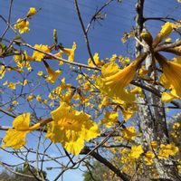 トキワマンサク,ホーム玉ねぎ,タベブイア,イッペー,寄せ植えの画像