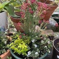 ライスフラワー,カーペットかすみ草,プリムローズ ジャスミン オーレアの画像