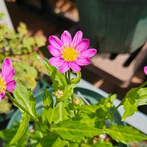 ミヤコワスレ,フロックス ポップスター,原種チューリップ　オニファニデアフラバ,鉢植え,明るい日陰の画像