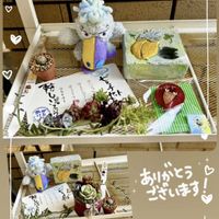 多肉植物,リメ缶,実生苗,GSのみなさんに感謝♡,多肉植物初心者の画像