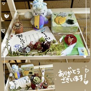 多肉植物,リメ缶,実生苗,GSのみなさんに感謝♡,多肉植物初心者の画像