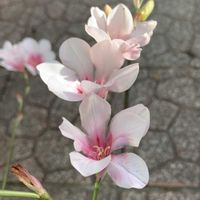 スパラキシス,鉢植え,ガーデニング,球根植物,ピンクの花の画像