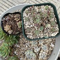 オーロラ,トリカラー,マッコス,つぶつぶ屋さんおはな,花団錦の画像