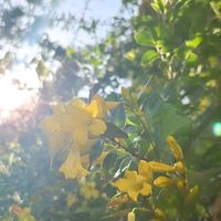 カロライナジャスミン,ジャスミン,観葉植物,ネコ好き,花のある暮らしの画像