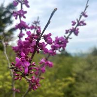 コシアブラ,ハナズオウ,ワラビ,たらの芽,バイカイカリソウの画像