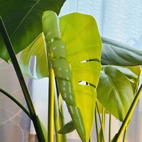 クンシラン,モンステラ,黒法師,モンステラ デリシオーサ,ポトスマーブルクイーンの画像